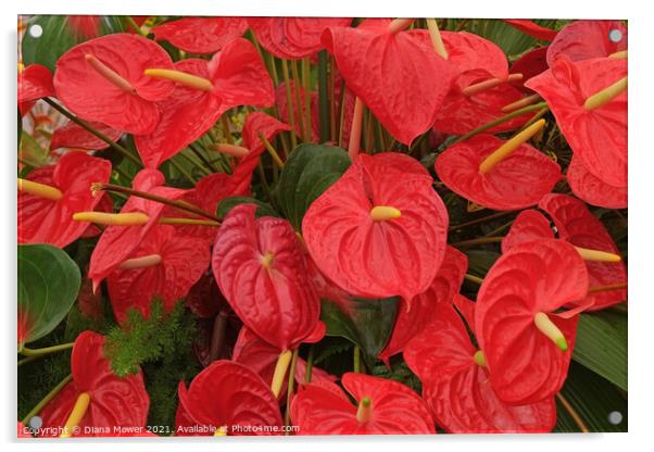 Red Anthurium Madeira Portugal  Acrylic by Diana Mower