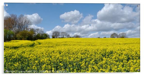 Oilseed Rape Crop  Acrylic by Diana Mower