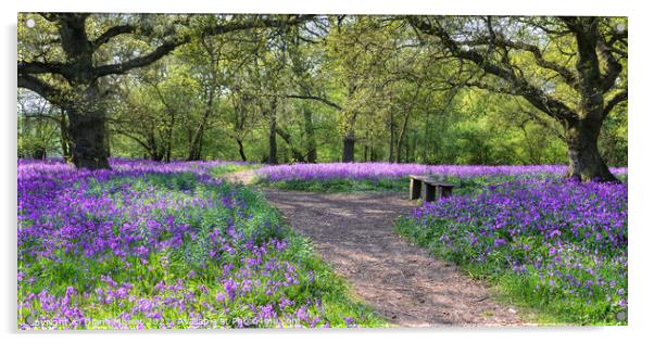  Bluebell Woods Panoramic view Acrylic by Diana Mower