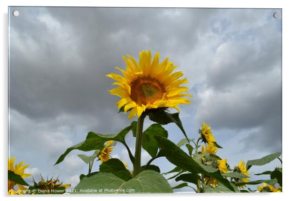 Sunflowers Acrylic by Diana Mower