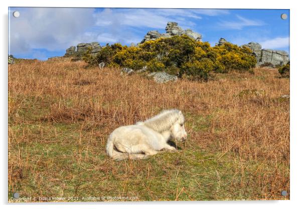 Dartmoor Pony Foal Acrylic by Diana Mower