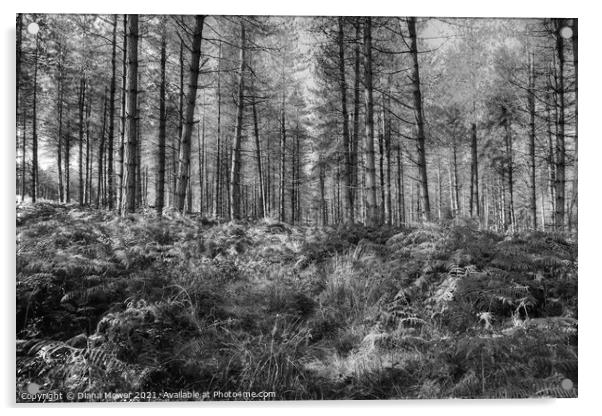 Cannock Chase Woods Monochrome  Acrylic by Diana Mower