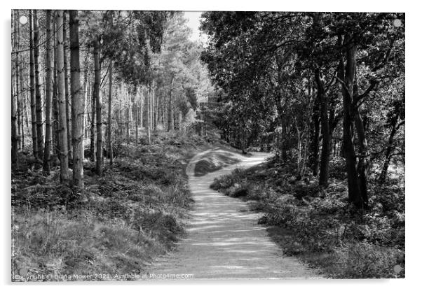 Cannock Chase trails Monochrome Acrylic by Diana Mower