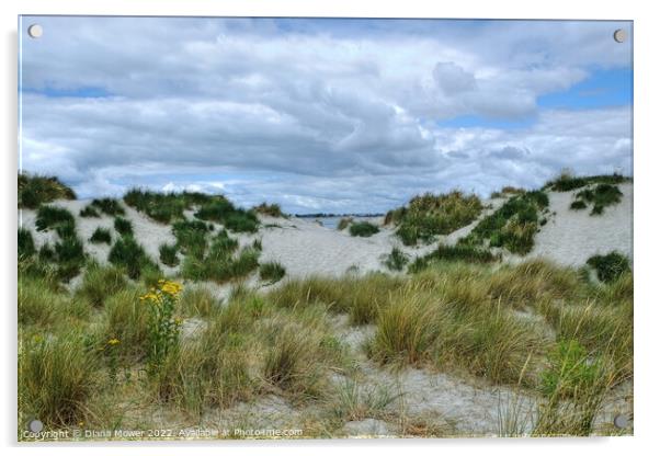 West Wittering sand Dunes  Acrylic by Diana Mower
