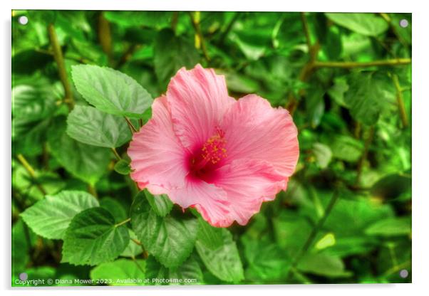 Pretty Pink Hibiscus  Acrylic by Diana Mower
