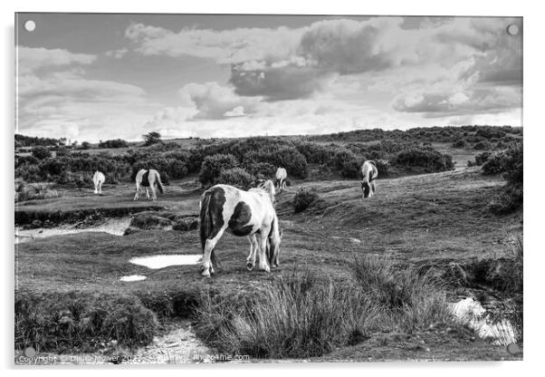 Bodmin Moor Ponies Monochrome Acrylic by Diana Mower