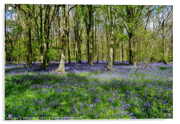 Bluebells in Ancient Woodlands Acrylic by Diana Mower