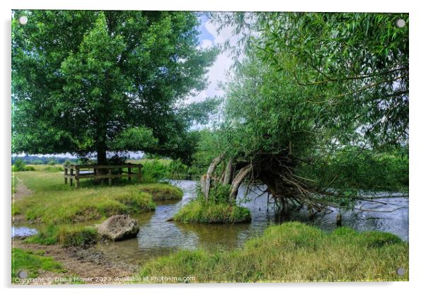 Crack Willow trees on the River Stour  Acrylic by Diana Mower