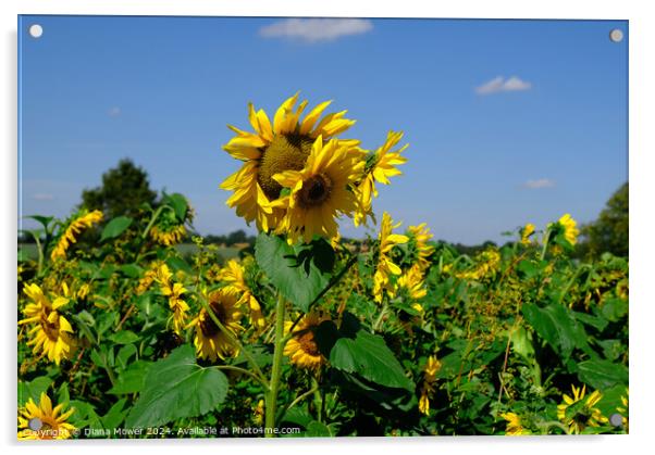 Sunflower Field  Acrylic by Diana Mower