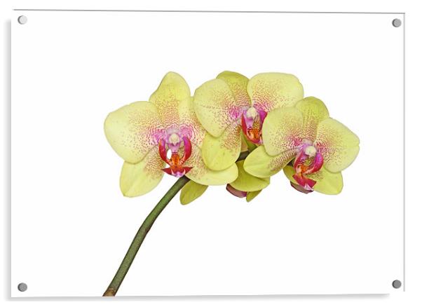 Yellow Orchid Acrylic by Diana Mower