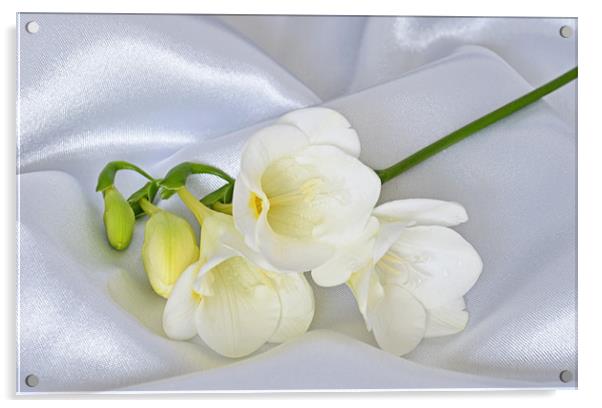 White Freesia on white Satin Acrylic by Diana Mower