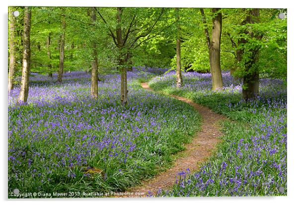 Bluebell Wood  Acrylic by Diana Mower