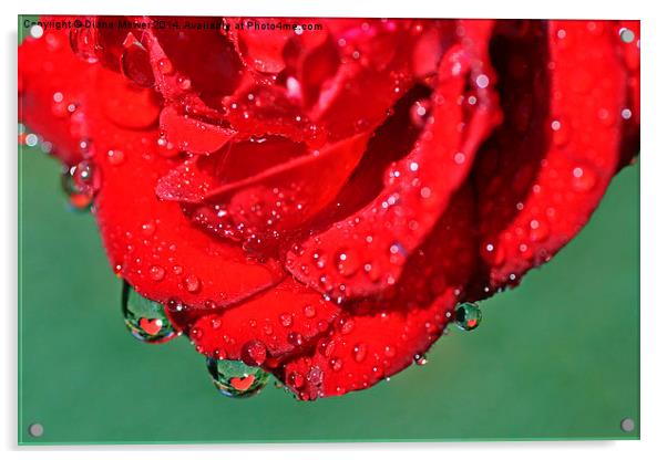 Valentine Rose Acrylic by Diana Mower