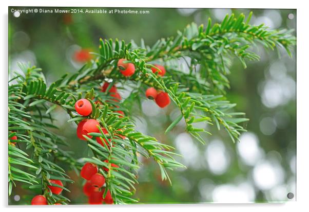 Yew berries Acrylic by Diana Mower