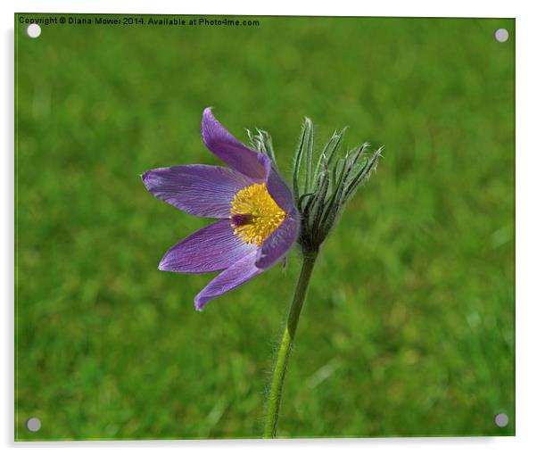 Pasque Flower Acrylic by Diana Mower