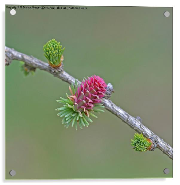 Larch Flower Acrylic by Diana Mower