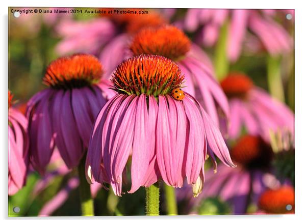 Echinacea Acrylic by Diana Mower