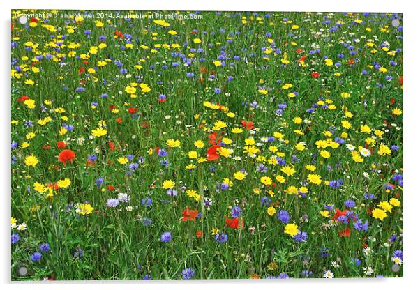 Wild Flowers Acrylic by Diana Mower