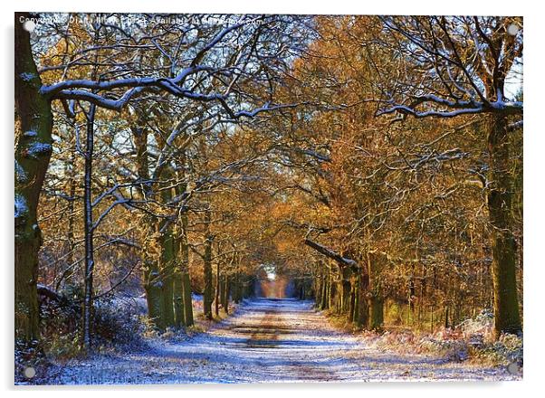 Winter Woodland Acrylic by Diana Mower
