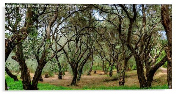 Olive Trees Acrylic by Diana Mower