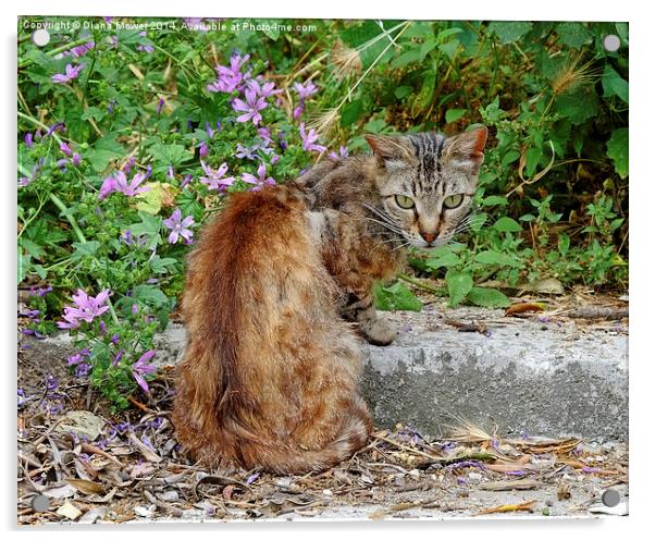  Corfu Cat Acrylic by Diana Mower