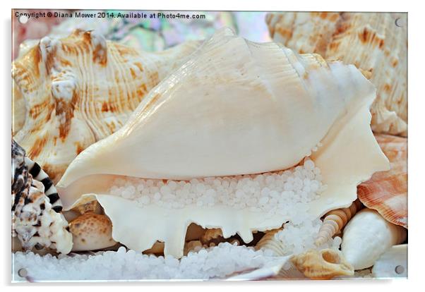  Sea Shells Acrylic by Diana Mower