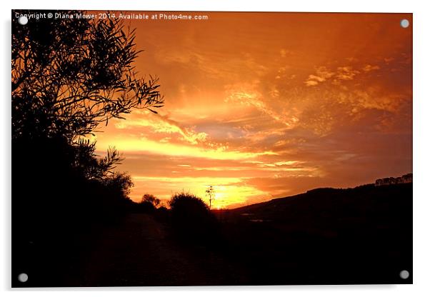  Maltese Sunset Acrylic by Diana Mower