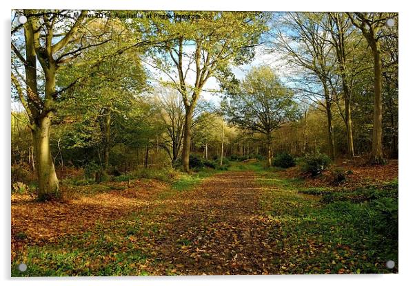  Chalkney Wood Acrylic by Diana Mower