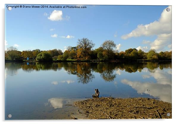 Hatfield Forest Lake  Acrylic by Diana Mower