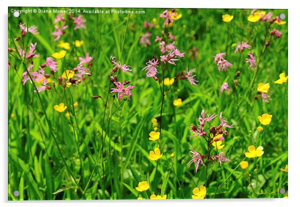 Ragged Robin meadow  Acrylic by Diana Mower