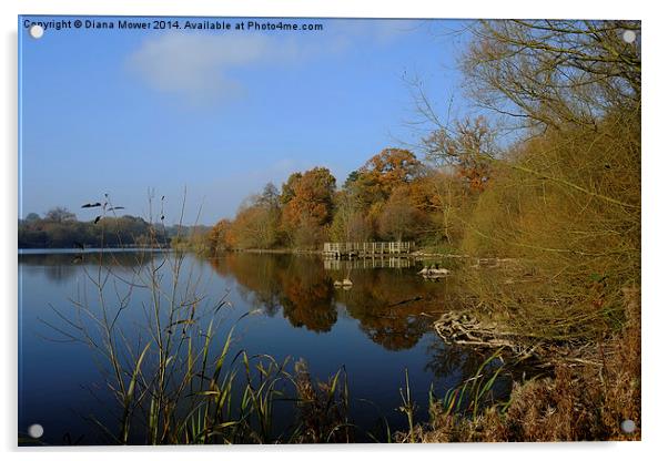  Hatfield Forest     Acrylic by Diana Mower