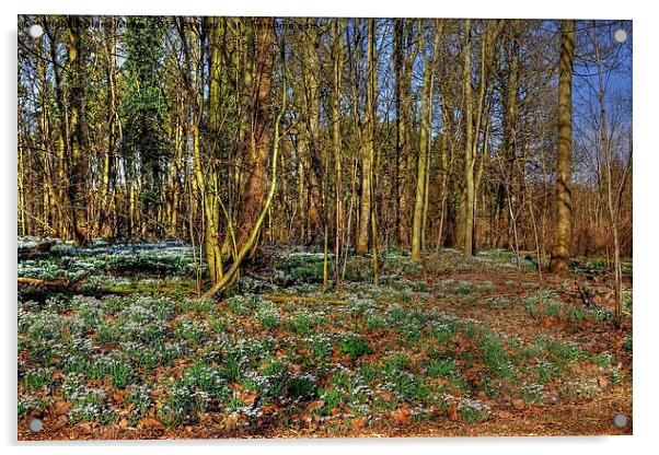 English  Snowdrop Wood Acrylic by Diana Mower