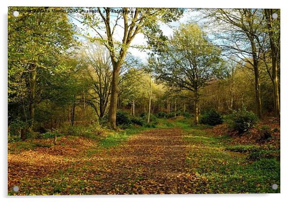  Chalkney Wood Springtime Acrylic by Diana Mower