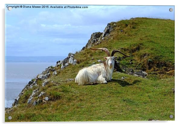  Brean Down  Goat Acrylic by Diana Mower