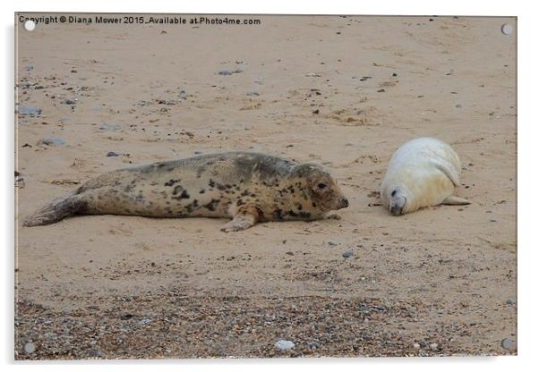  Norfolk Seals Acrylic by Diana Mower