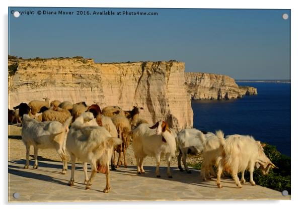 Goats on the Sanap Cliffs Gozo Acrylic by Diana Mower