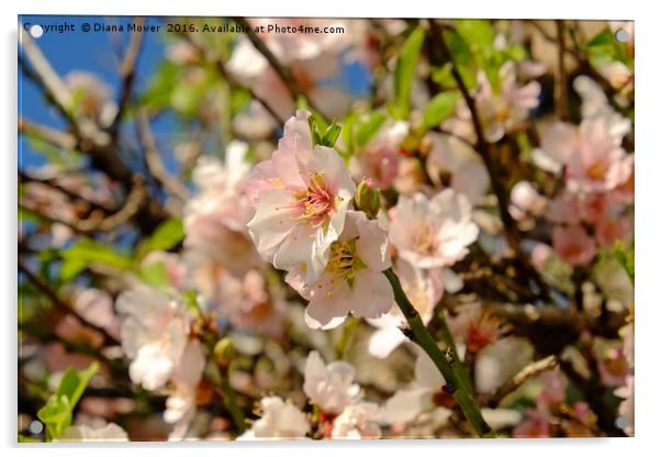 Almond Blossom Acrylic by Diana Mower