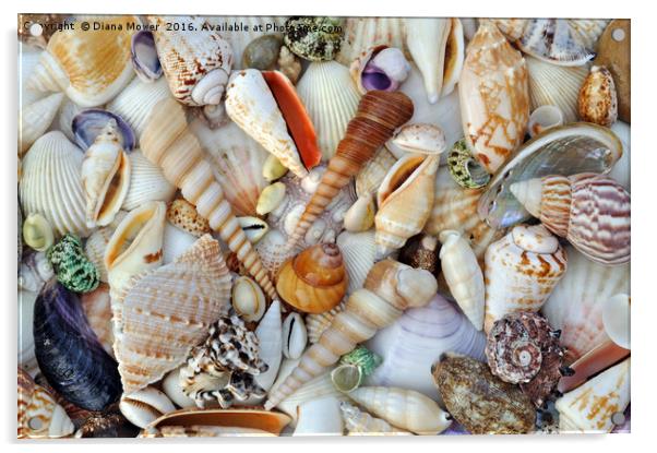 Sea Shells Acrylic by Diana Mower