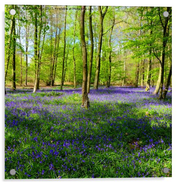 English Bluebell Wood Acrylic by Diana Mower