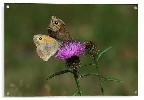 Meadow Brown Butterflies Acrylic by Diana Mower