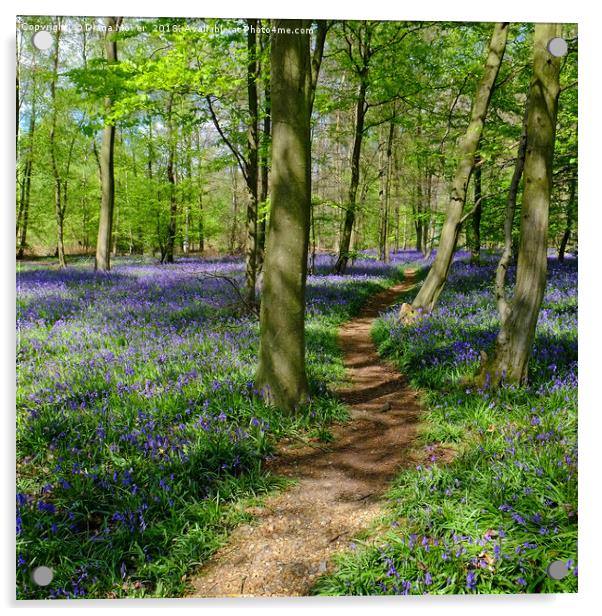 Pathway through the Bluebells Acrylic by Diana Mower