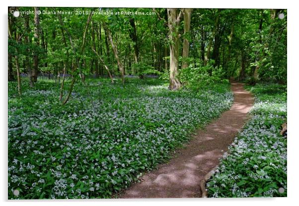 Chalkney Wood in Springtime Acrylic by Diana Mower