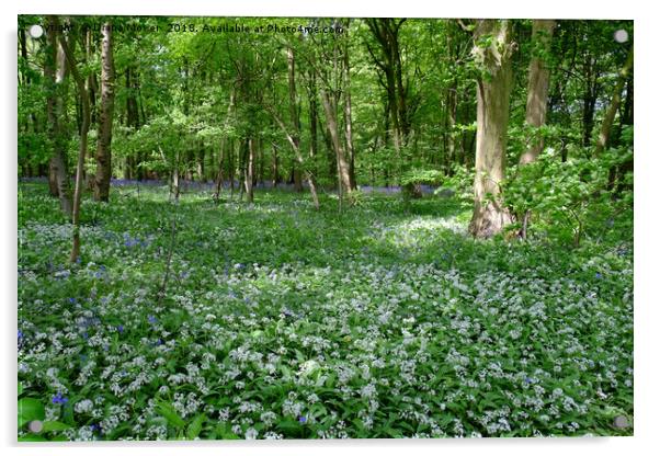 Chalkney Wood Wild Garlic and Bluebells Acrylic by Diana Mower