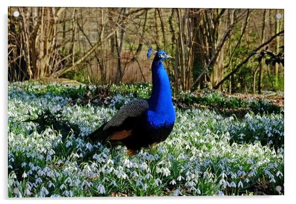 Peacock in a Snowdrop Woodland Acrylic by Diana Mower