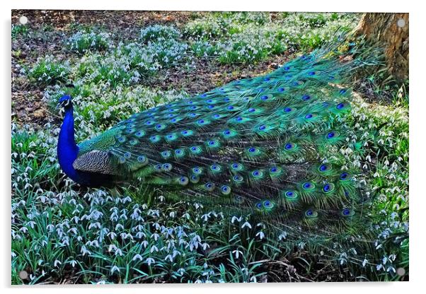 Peacock in  Snowdrops Acrylic by Diana Mower