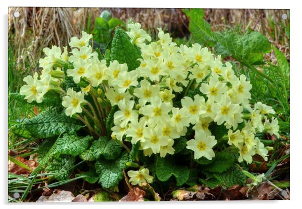 Wild Primrose Acrylic by Diana Mower