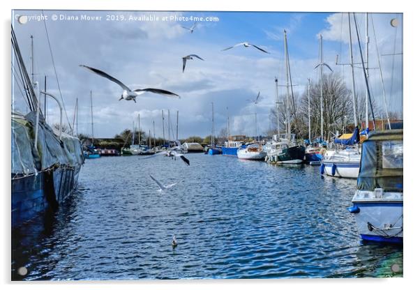 Gulls over the Canal Heybridge Basin Essex  Acrylic by Diana Mower