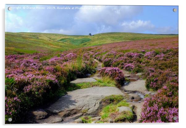 Haworth Moor Footpath to Top Withens Acrylic by Diana Mower