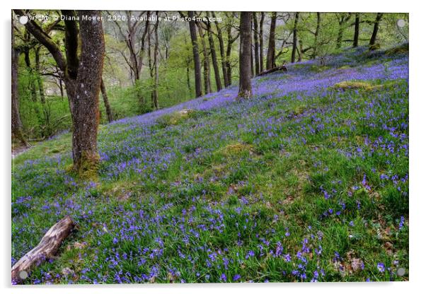 Yorkshire Dales Hillside Bluebells Acrylic by Diana Mower