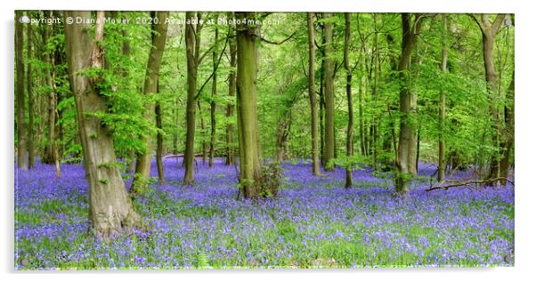 Bluebells Essex  in Ancient Woodlands Acrylic by Diana Mower
